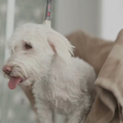 SECADOR DE PELO PARA PERRO CON CEPILLO - DRYER WITH SLICKER BRUSH